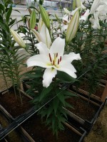 [4515 PO103 LUN3982 No01.JPG]